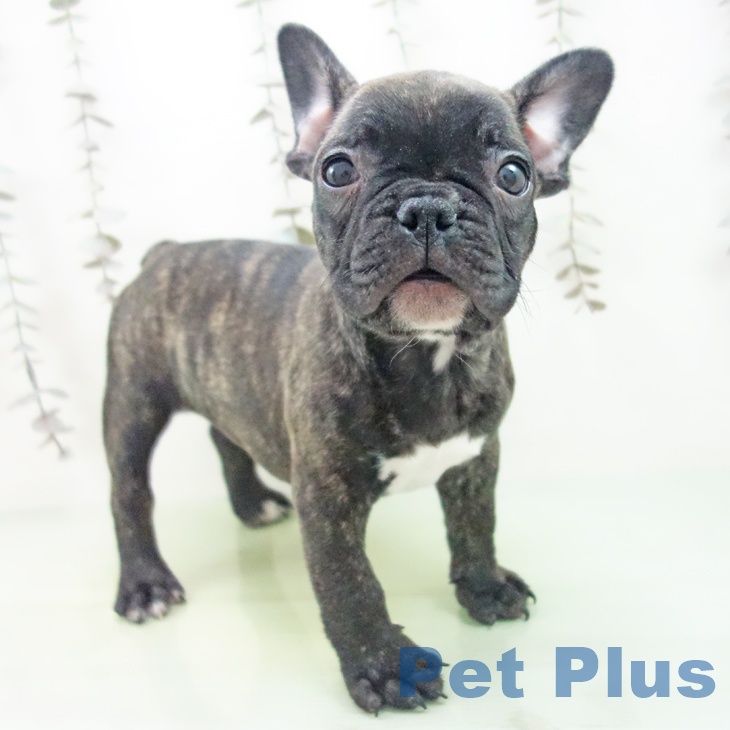 フレンチ・ブルドッグ