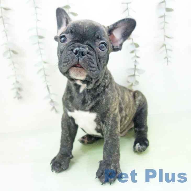 フレンチ・ブルドッグの写真2