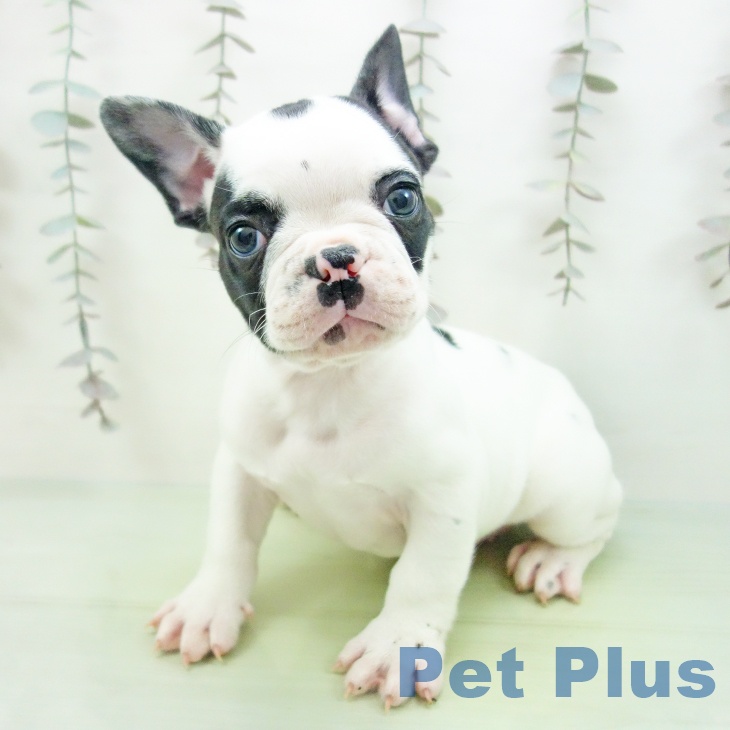 フレンチ・ブルドッグ