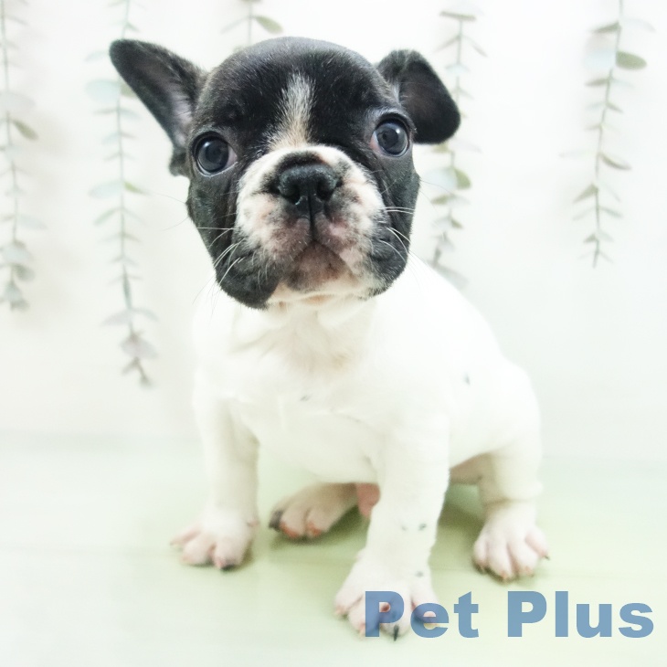 愛知県のフレンチブルドッグ (ペットプラス 名古屋茶屋店/2025年10月6日生まれ/男の子/パイド)の子犬の1枚目の画像