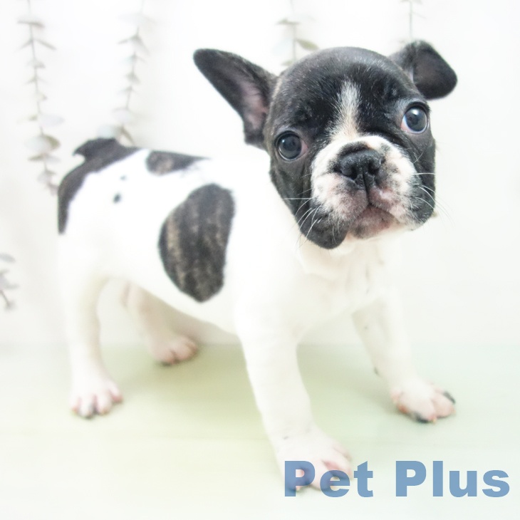 愛知県のフレンチブルドッグ (ペットプラス 名古屋茶屋店/2025年10月6日生まれ/男の子/パイド)の子犬の2枚目の画像