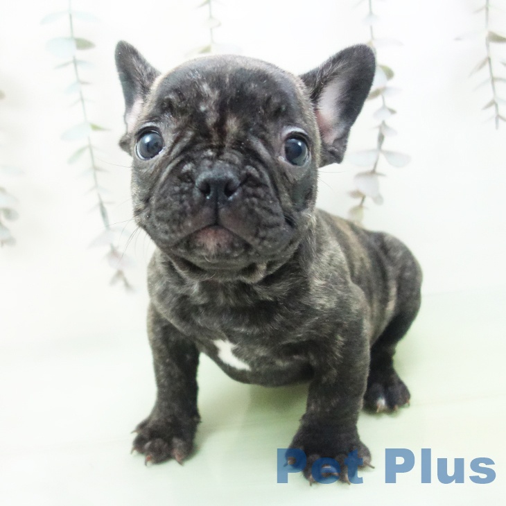 千葉県のフレンチブルドッグ (ペットプラス コトエ流山おおたかの森店/2025年10月5日生まれ/女の子/ブリンドル)の子犬の1枚目の画像