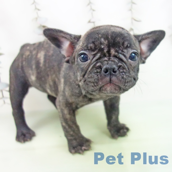 千葉県のフレンチブルドッグ (ペットプラス コトエ流山おおたかの森店/2025年10月5日生まれ/女の子/ブリンドル)の子犬の2枚目の画像