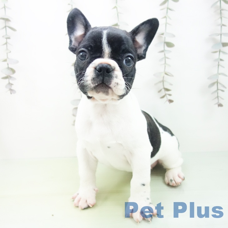 愛知県のフレンチブルドッグ (ペットプラス ナゴヤドーム前店/2025年10月6日生まれ/女の子/パイド)の子犬の1枚目の画像