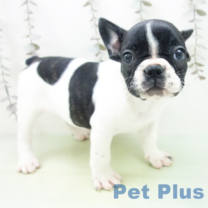愛知県のフレンチブルドッグ (ペットプラス ナゴヤドーム前店/2025年10月6日生まれ/女の子/パイド)の子犬の2枚目の画像