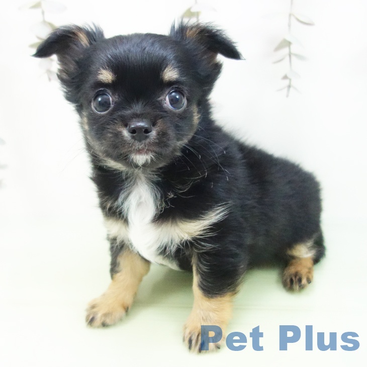 愛知県のチワワ(ロング) (ペットプラス 豊田店/2025年10月5日生まれ/男の子/ブラックタン)の子犬の1枚目の画像