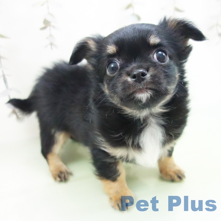 愛知県のチワワ(ロング) (ペットプラス 豊田店/2025年10月5日生まれ/男の子/ブラックタン)の子犬の2枚目の画像