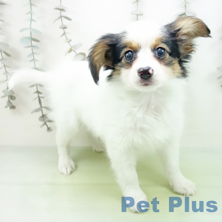 岐阜県のパピヨン (ペットプラス 各務原店/2025年10月1日生まれ/男の子/トライカラー)の子犬の1枚目の画像