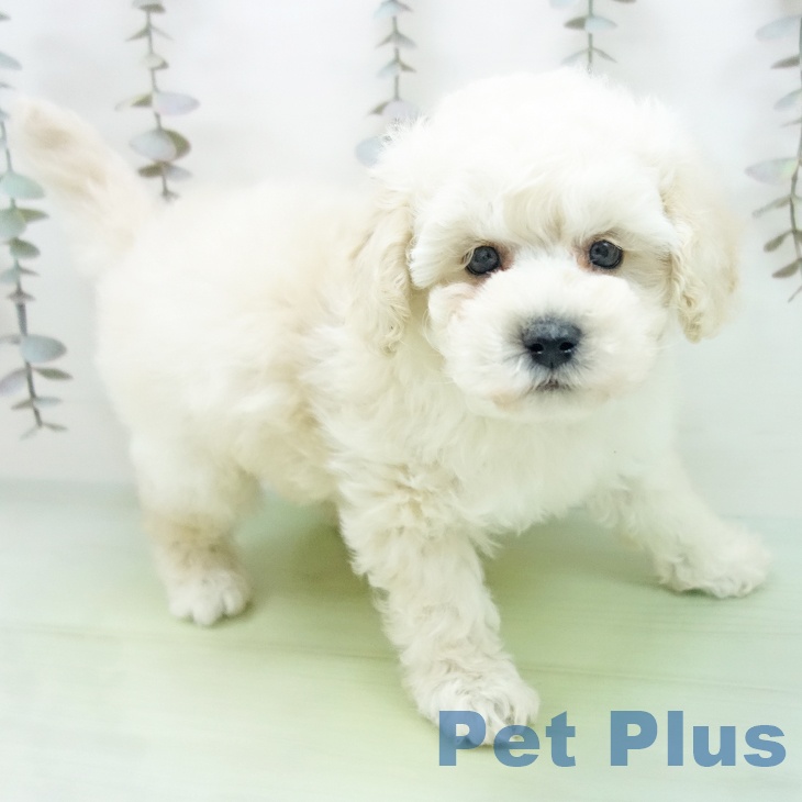 トイ・プードル