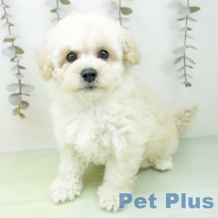 石川県のトイプードル(トイ) (ペットプラス 白山店/2025年10月5日生まれ/女の子/ホワイト)の子犬の1枚目の画像