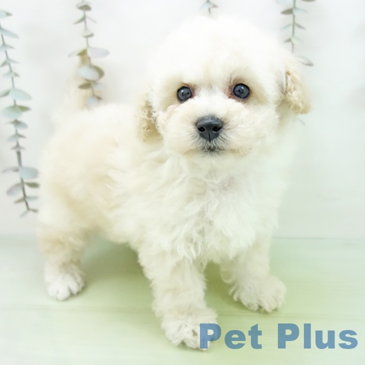 石川県のトイプードル(トイ) (ペットプラス 白山店/2025年10月5日生まれ/女の子/ホワイト)の子犬の2枚目の画像