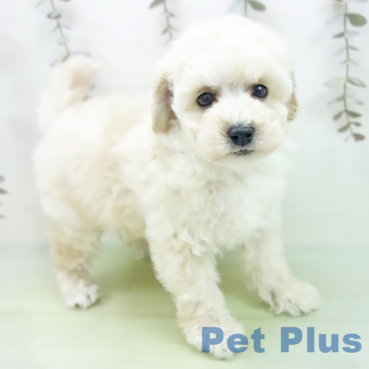 岐阜県のトイプードル(トイ) (ペットプラス 各務原店/2025年10月5日生まれ/女の子/ホワイト)の子犬