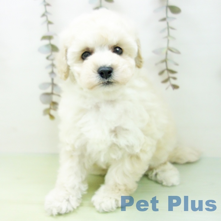 トイ・プードル