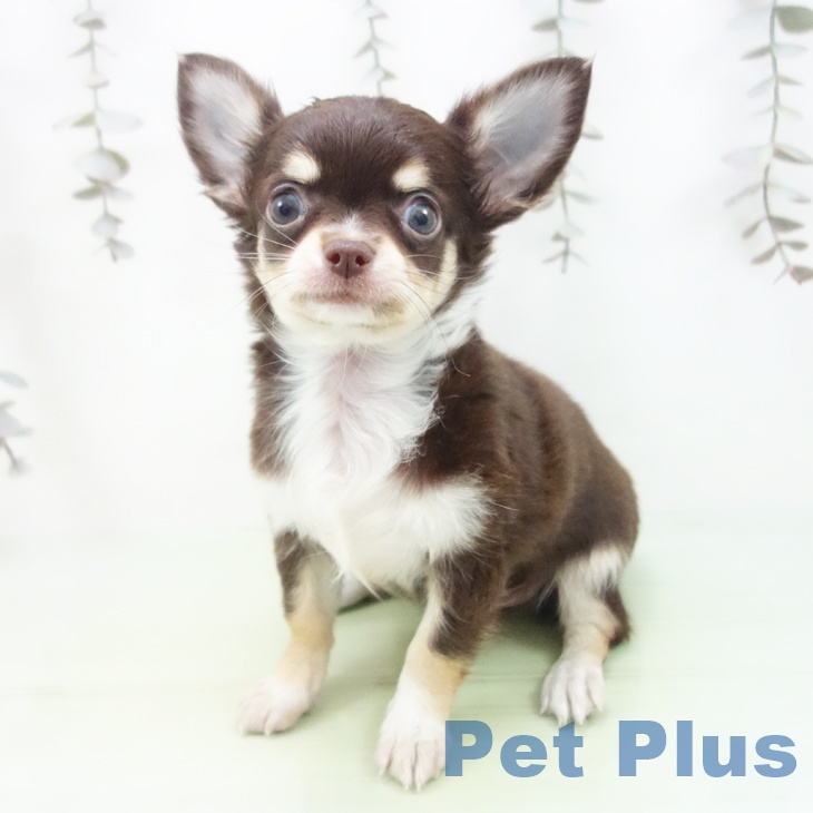 愛知県のチワワ(ロング) (ペットプラス 豊田店/2025年10月5日生まれ/男の子/チョコレートクリームホワイト)の子犬の1枚目の画像