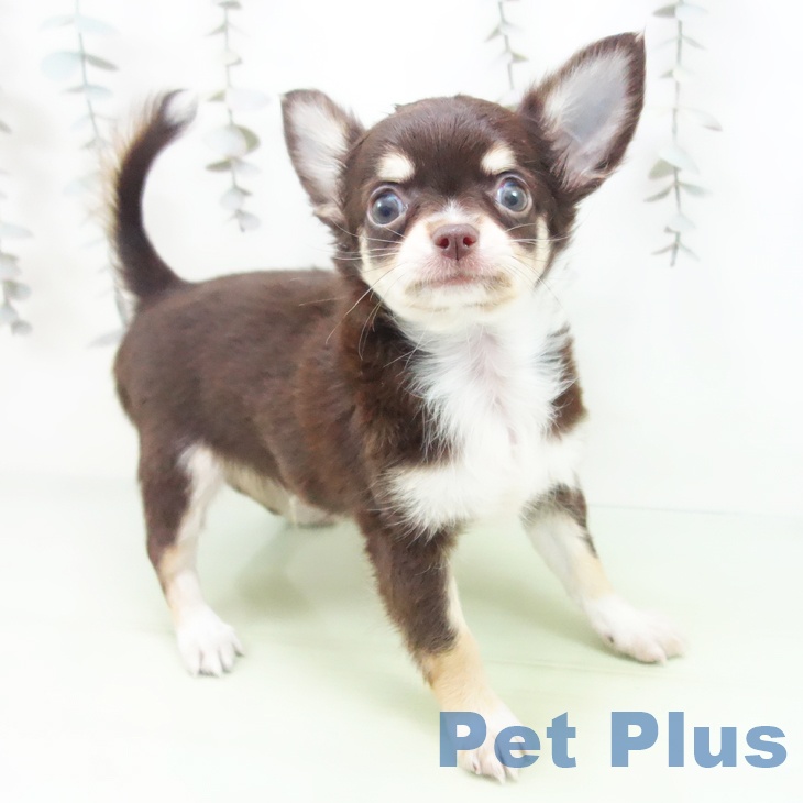 愛知県のチワワ(ロング) (ペットプラス 豊田店/2025年10月5日生まれ/男の子/チョコレートクリームホワイト)の子犬の2枚目の画像