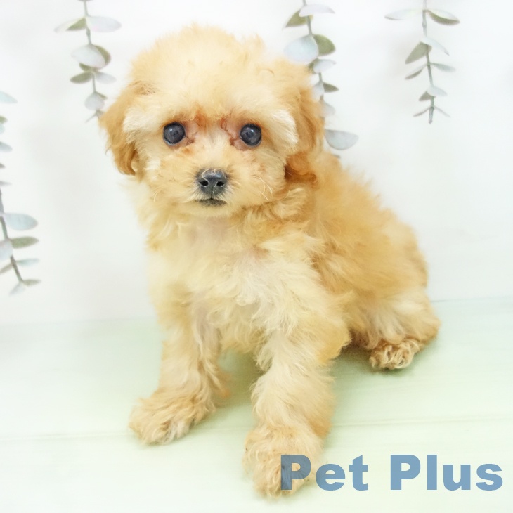 愛知県のトイプードル(トイ) (ペットプラス 岡崎店/2025年9月29日生まれ/女の子/アプリコット)の子犬の1枚目の画像