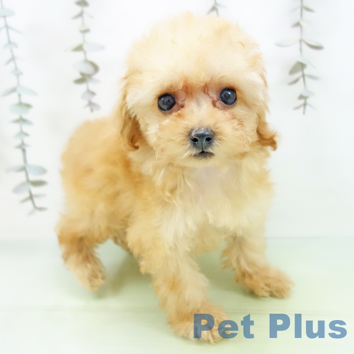 愛知県のトイプードル(トイ) (ペットプラス 岡崎店/2025年9月29日生まれ/女の子/アプリコット)の子犬の2枚目の画像