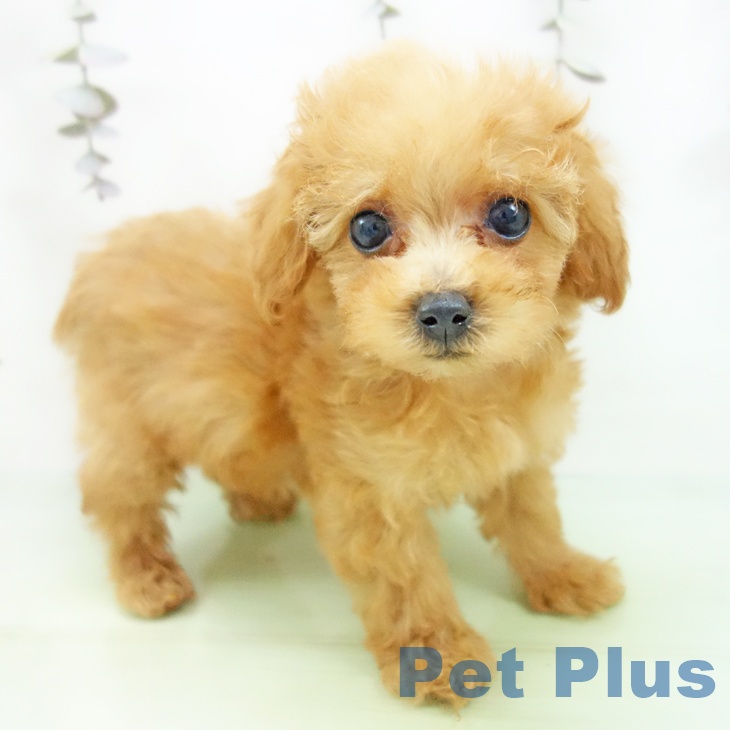 トイ・プードル