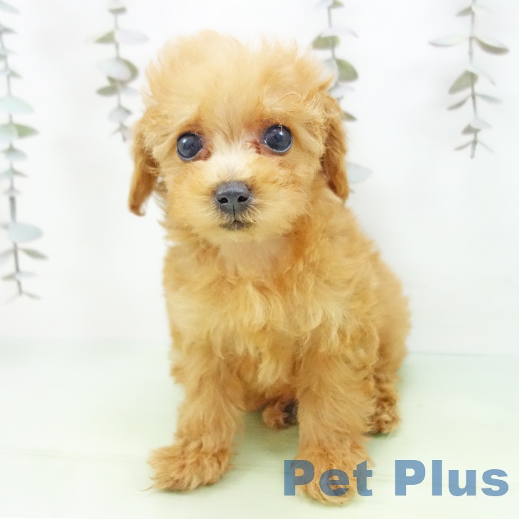 トイ・プードル