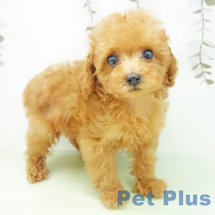 愛知県のトイプードル(トイ) (ペットプラス 熱田店/2025年9月29日生まれ/女の子/レッド)の子犬の1枚目の画像