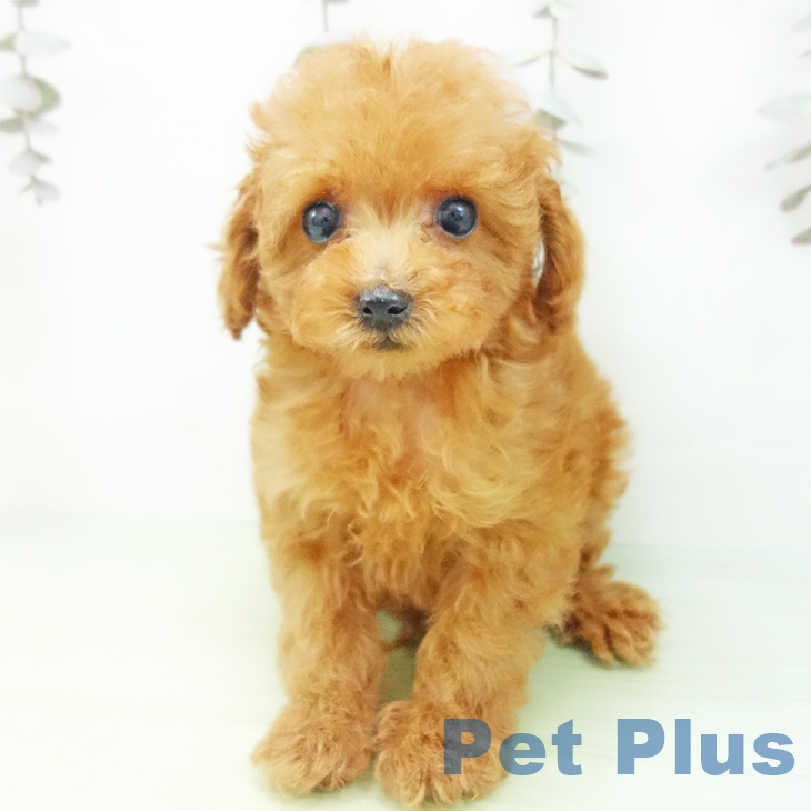 愛知県のトイプードル(トイ) (ペットプラス 熱田店/2025年9月29日生まれ/女の子/レッド)の子犬の2枚目の画像