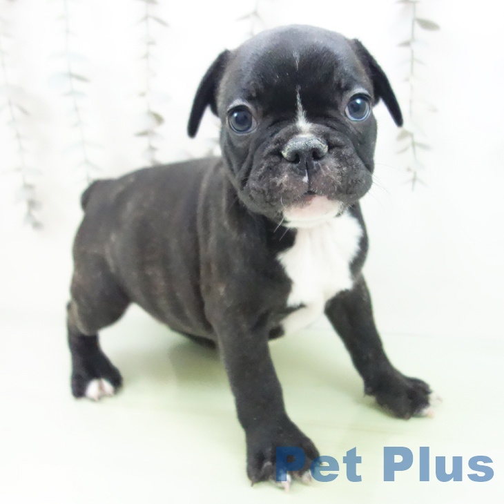 千葉県のフレンチブルドッグ (ペットプラス 船橋店/2025年10月4日生まれ/男の子/ブリンドル)の子犬の1枚目の画像