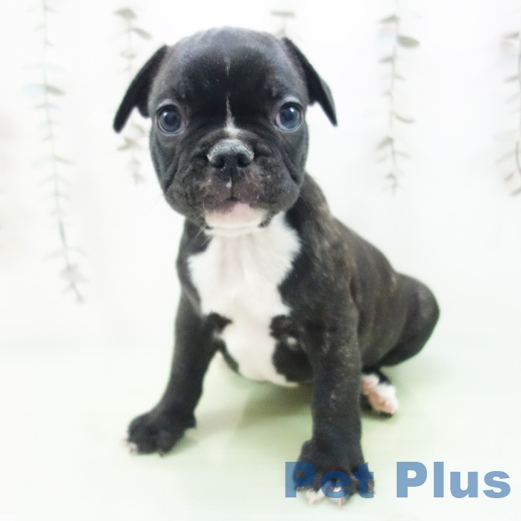 千葉県のフレンチブルドッグ (ペットプラス 船橋店/2025年10月4日生まれ/男の子/ブリンドル)の子犬の2枚目の画像