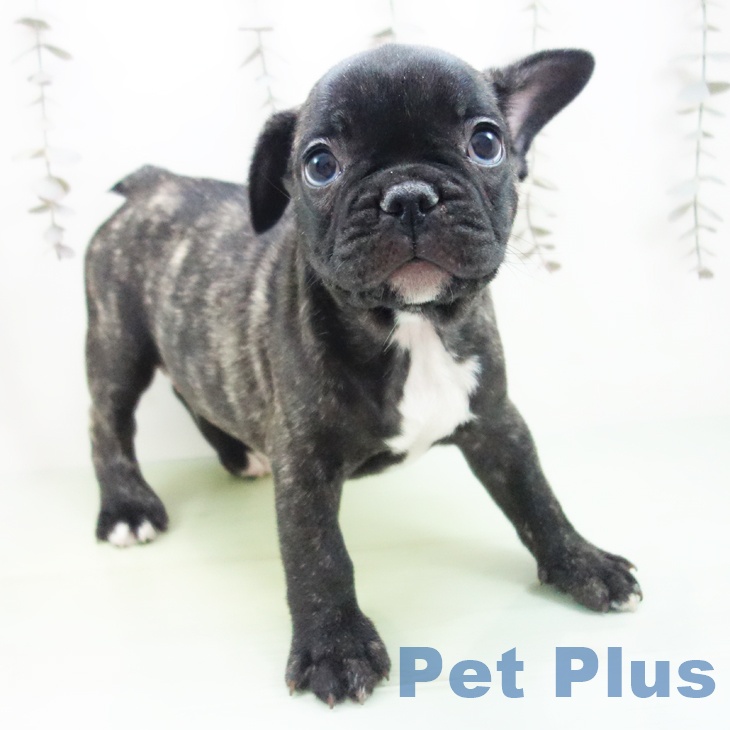 フレンチ・ブルドッグ