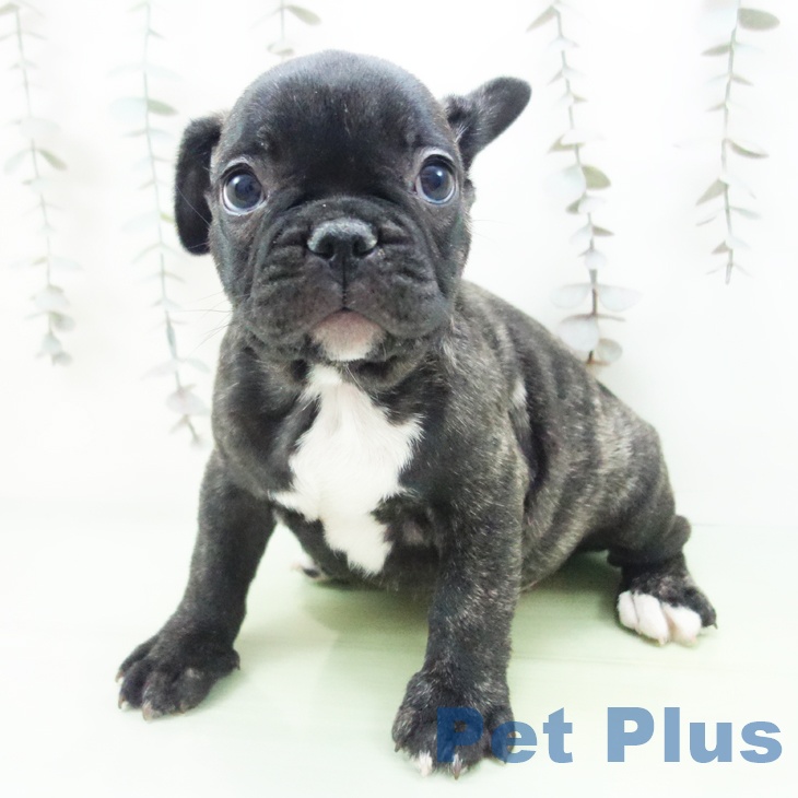 フレンチ・ブルドッグ