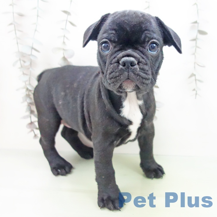 埼玉県のフレンチブルドッグ (ペットプラス ららぽーと富士見店/2025年10月4日生まれ/女の子/ブリンドル)の子犬