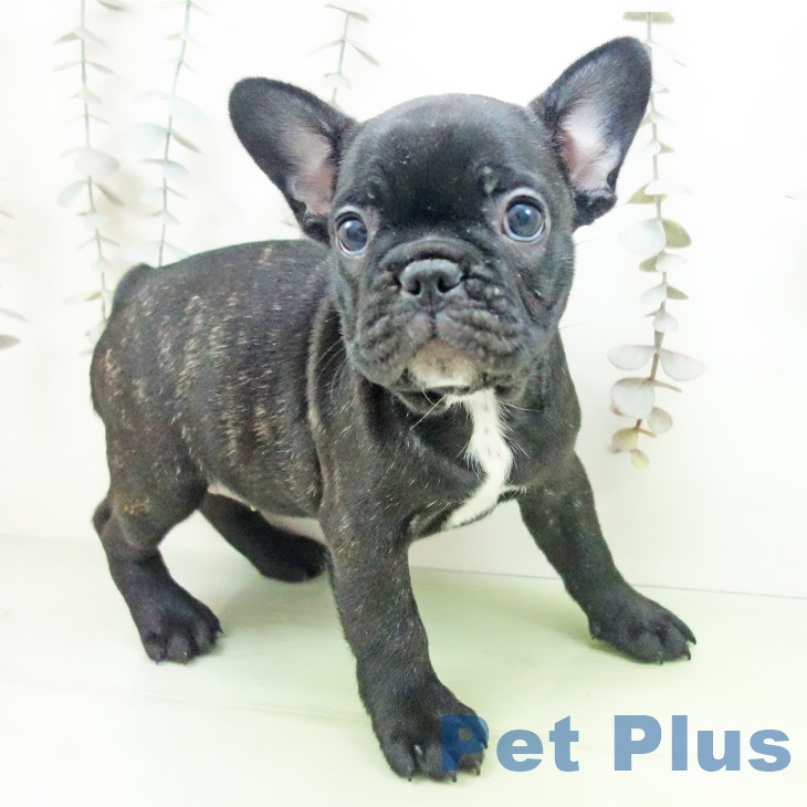 愛知県のフレンチブルドッグ (ペットプラス ナゴヤドーム前店/2025年10月4日生まれ/女の子/ブリンドル)の子犬の1枚目の画像