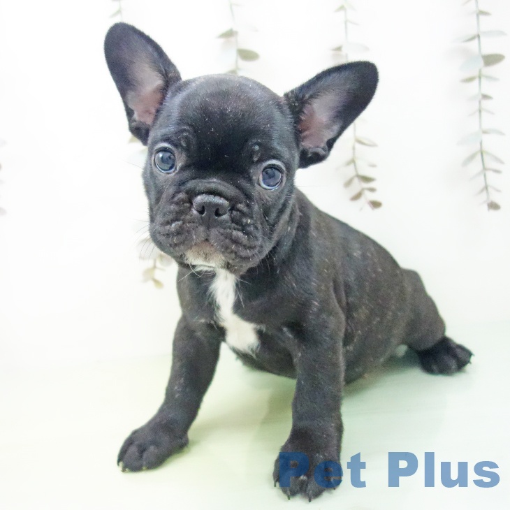 愛知県のフレンチブルドッグ (ペットプラス ナゴヤドーム前店/2025年10月4日生まれ/女の子/ブリンドル)の子犬の2枚目の画像