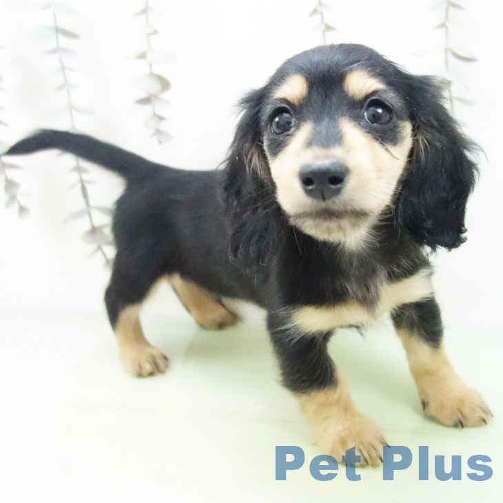 ミニチュア・ダックスフンド