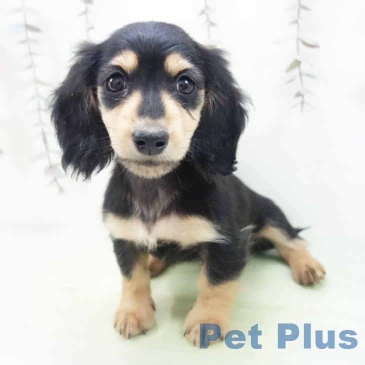 ミニチュア・ダックスフンド