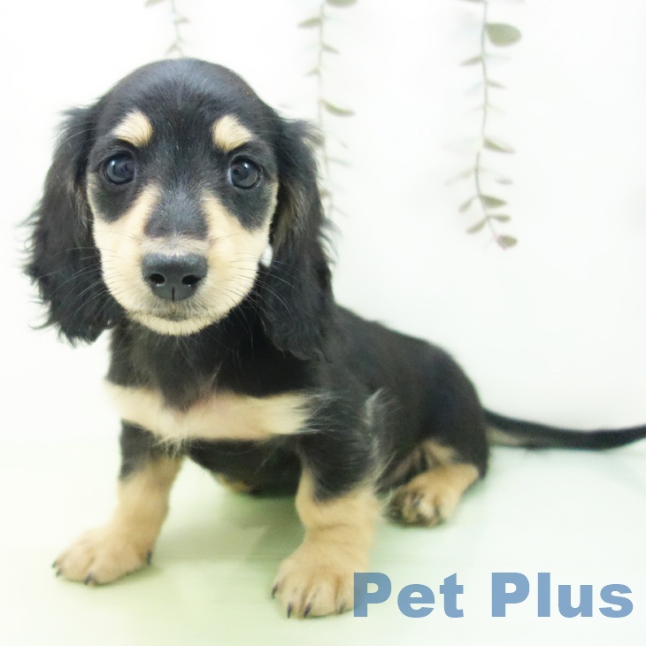 ミニチュア・ダックスフンド