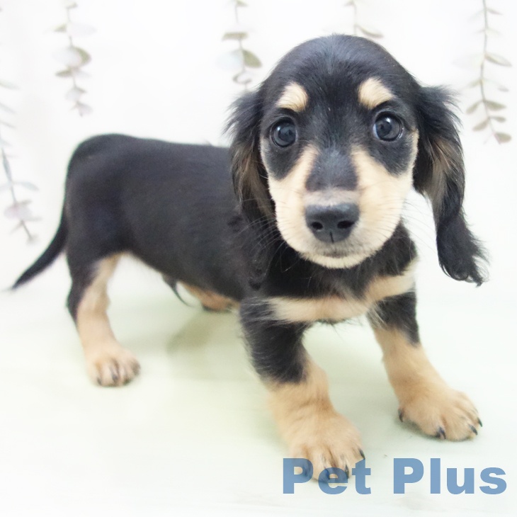 ミニチュア・ダックスフンドの写真2