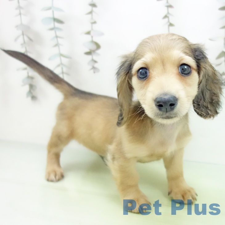 愛知県のミニチュアダックスフンド(ロング) (ペットプラス 岡崎店/2025年10月6日生まれ/男の子/シェーデットイエロー)の子犬の1枚目の画像