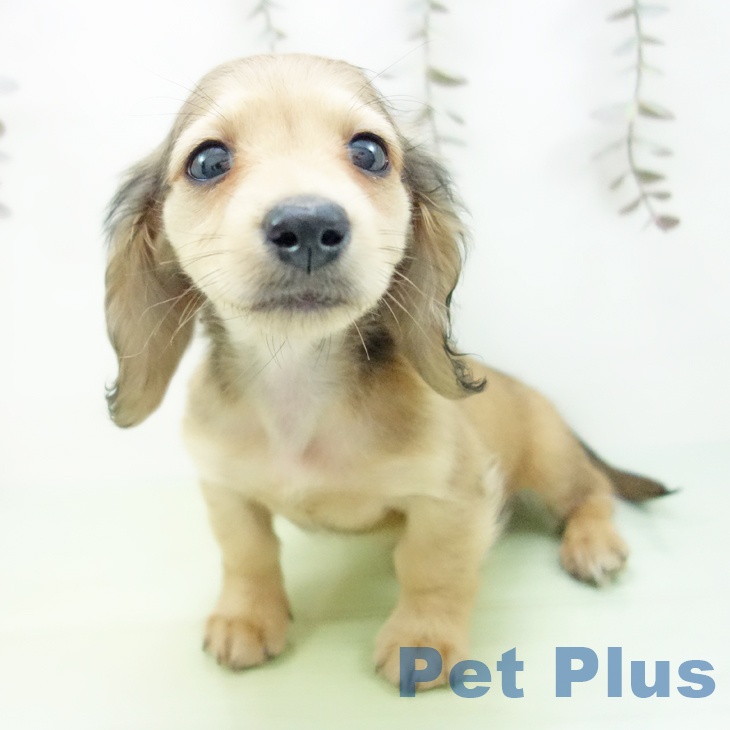 愛知県のミニチュアダックスフンド(ロング) (ペットプラス 岡崎店/2025年10月6日生まれ/男の子/シェーデットイエロー)の子犬の2枚目の画像