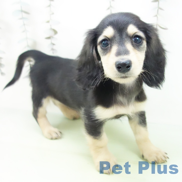 ミニチュア・ダックスフンド