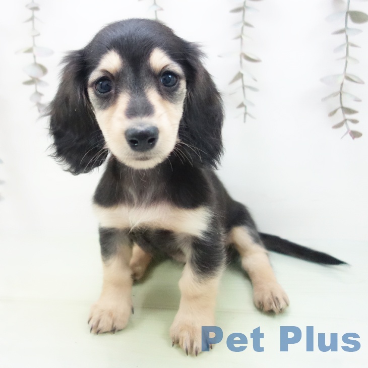 ミニチュア・ダックスフンドの写真2