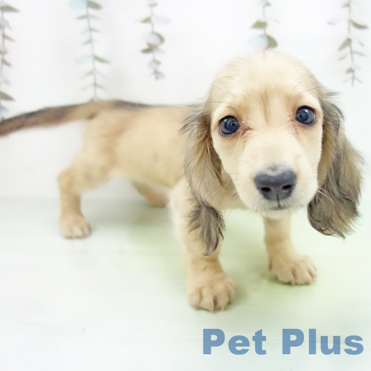 ミニチュア・ダックスフンド