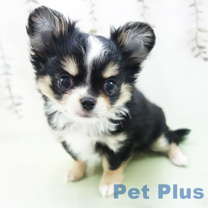 愛知県のチワワ(ロング) (ペットプラス 豊田店/2025年9月29日生まれ/女の子/ブラックタンホワイト)の子犬の1枚目の画像