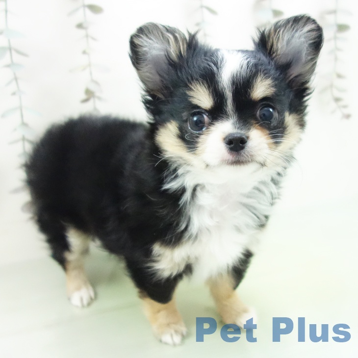 愛知県のチワワ(ロング) (ペットプラス 豊田店/2025年9月29日生まれ/女の子/ブラックタンホワイト)の子犬の2枚目の画像