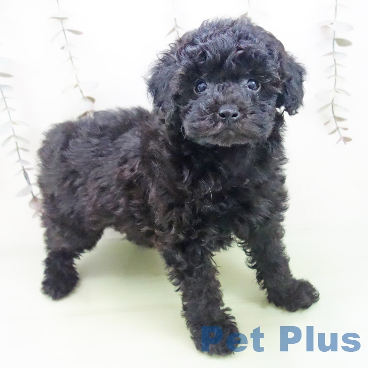愛知県のトイプードル(トイ) (ペットプラス 三好店/2025年10月6日生まれ/女の子/ブラック)の子犬の1枚目の画像