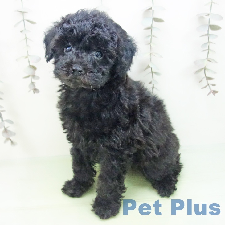 愛知県のトイプードル(トイ) (ペットプラス 三好店/2025年10月6日生まれ/女の子/ブラック)の子犬の2枚目の画像
