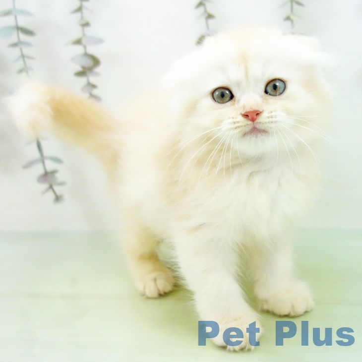 愛知県のスコティッシュフォールド (ペットプラス ナゴヤドーム前店/2025年10月3日生まれ/男の子/カメオタビー)の子猫の1枚目の画像