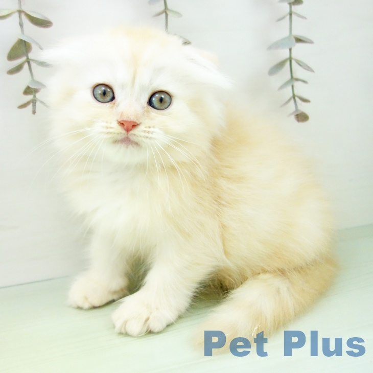 愛知県のスコティッシュフォールド (ペットプラス ナゴヤドーム前店/2025年10月3日生まれ/男の子/カメオタビー)の子猫の2枚目の画像