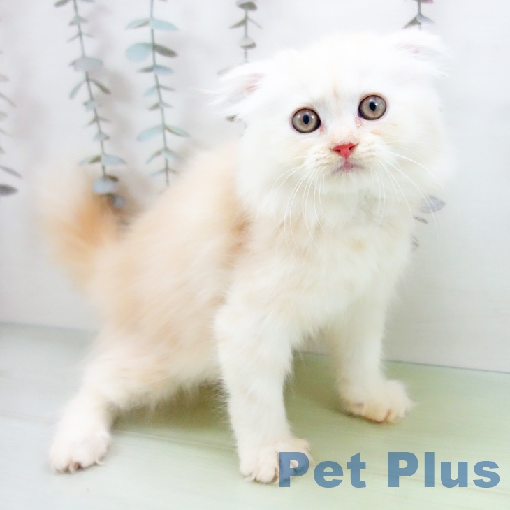 福岡県のスコティッシュフォールド (ペットプラス 八幡東店/2025年10月3日生まれ/女の子/カメオタビー)の子猫の1枚目の画像
