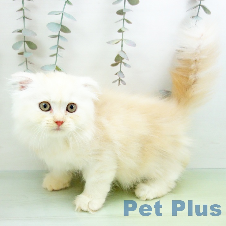 福岡県のスコティッシュフォールド (ペットプラス 八幡東店/2025年10月3日生まれ/女の子/カメオタビー)の子猫の2枚目の画像