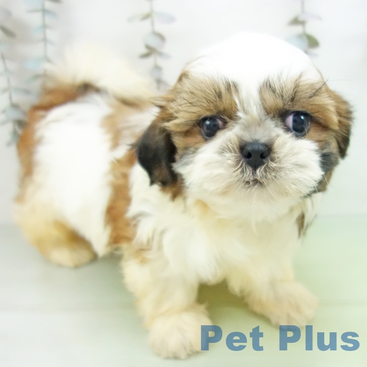 愛知県のシーズー (ペットプラス mozoワンダーシティ店/2025年10月5日生まれ/女の子/ホワイトゴールド)の子犬の1枚目の画像